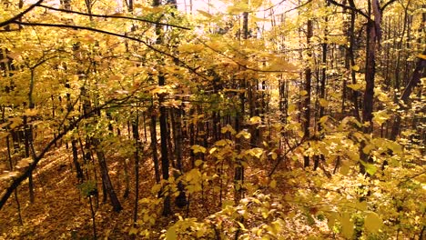 Colorful-autumn-forest-wood