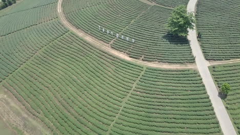plantación de té en la provincia de chiang rai en el norte de tailandia