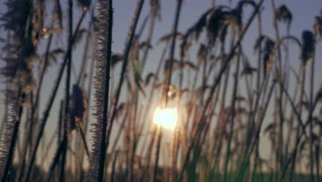 tiro macro de plantas de caña congelada con hermoso sol en segundo plano.