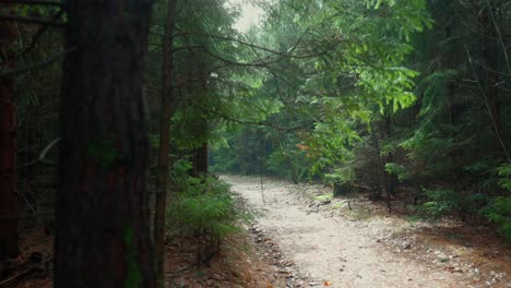 Lichtweg-Führt-Alle-Besucher-Durch-Dunklen,-Stimmungsvollen,-Dichten-Wald