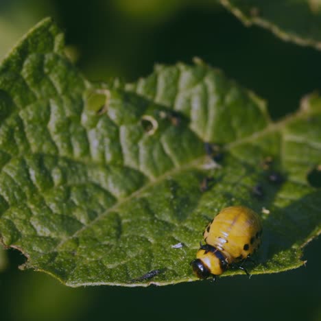 Colorado-Käfer-Auf-Einem-Kartoffelblatt-2