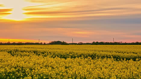 Toma-De-Tiempo-Del-Campo-De-Flores-De-Colza-Amarilla-Con-Puesta-De-Sol-En-El-Fondo-A-Lo-Largo-Del-Colorido-Cielo-Nublado-Durante-La-Noche