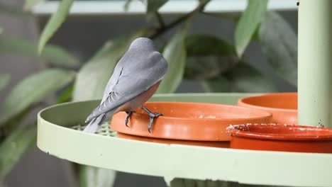 los pájaros se alimentan en una plataforma en melbourne