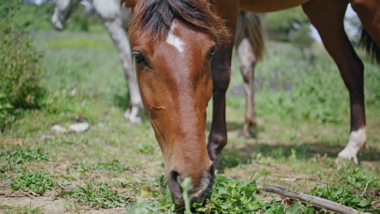 Brown horse eating grass at lawn closeup. Wild stallion grazing park in garden
