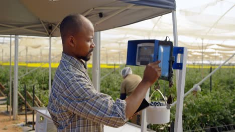 man weighing blueberry basket in blueberry farm 4k