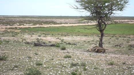 Breit-Eines-Afrikanischen-Löwen,-Der-Unter-Einem-Baum-Schläft