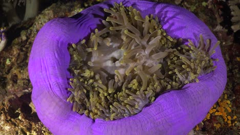 pez anémona mofeta rosa en anémona de mar púrpura en arrecife de coral por la noche