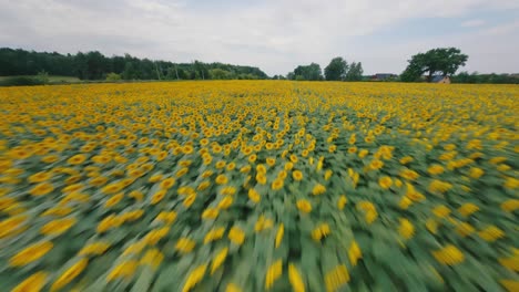 sunflower-flowering-sunflower-field-fast-flyover-drone-shot,-epic-speed-flying-aerial,-sunflower-farm,-FPV,-4k-50fps,-sunny-day-sun-flower-field