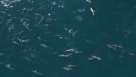 Aerial-footage-of-large-school-or-pod-of-dolphins-swimming-in-the-ocean-near-the-Sydney,-Australia-in-the-Pacific-Ocean