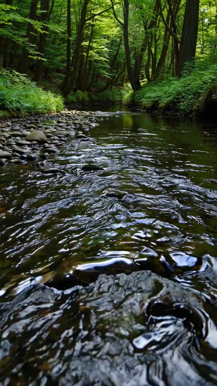 Sereno ruscello nella foresta catturato da un angolo basso, che mostra l'acqua increspata e la vegetazione lussureggiante