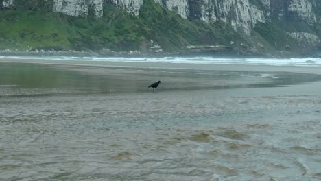 coastal serenity: oystercatcher on new zealand beach in captivating stock footage