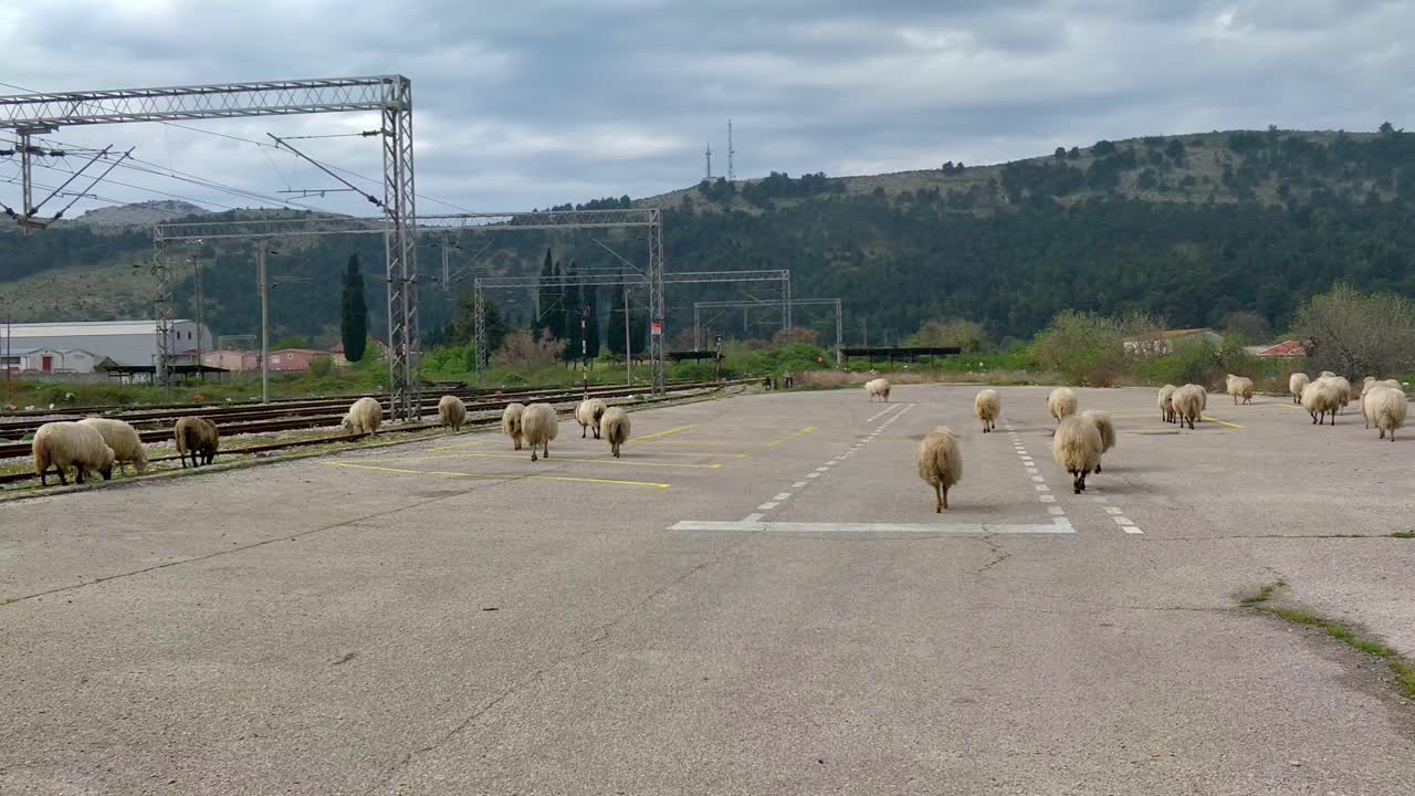 철로 근처에서 풀을 뜯고 걷는 양 떼