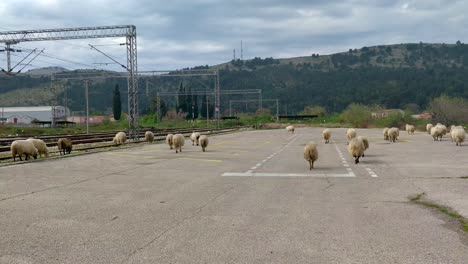 herd of sheep grazing and walking near railroad tracks