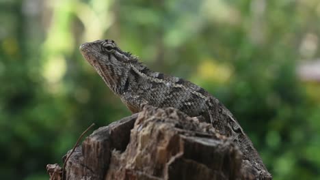 female oriental garden lizard moving from cut-down tree in the tropical country sri lanka