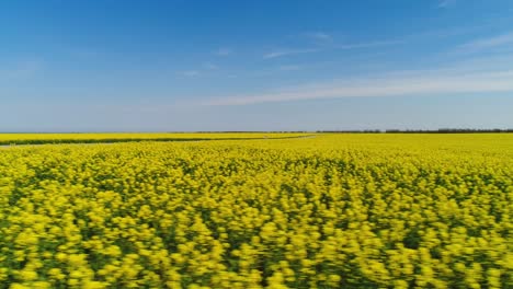 vast rapeseed field with a road