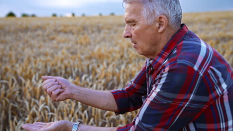 old caucasian man pouring wheat grain from hand to hand. hard-working farmer in the field.