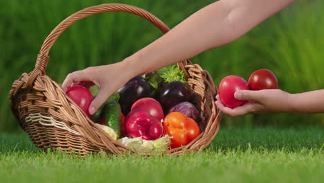 freshly picked vegetables in a basket