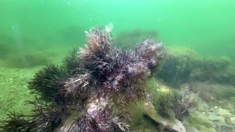 Underwater shot of Red algae (Furcellaria lumbricalis) on the bottom of Baltic Sea. Estonia.