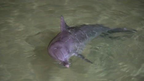 delfines juguetones en la alimentación nocturna en el complejo tangalooma, isla moreton, brisbane, australia