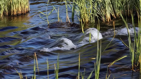 water with ripples and green reeds