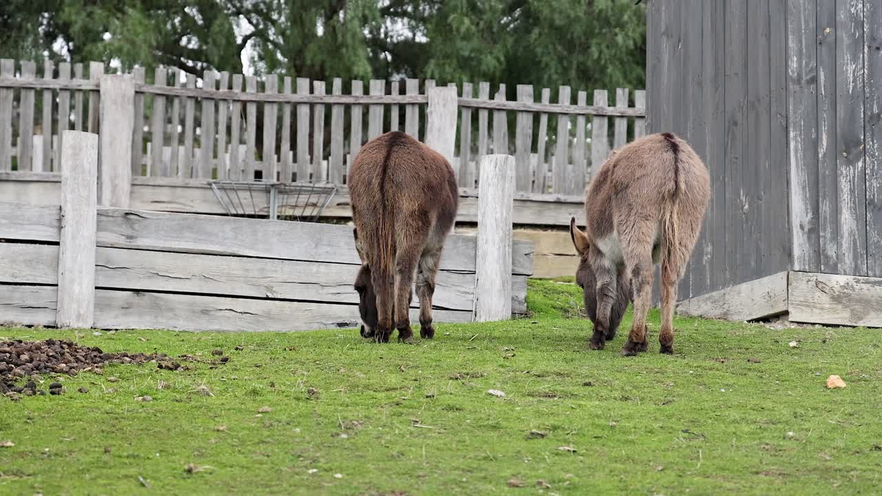 두 마리의 당나귀 가 울타리 에서 먹이 를 먹고 있다