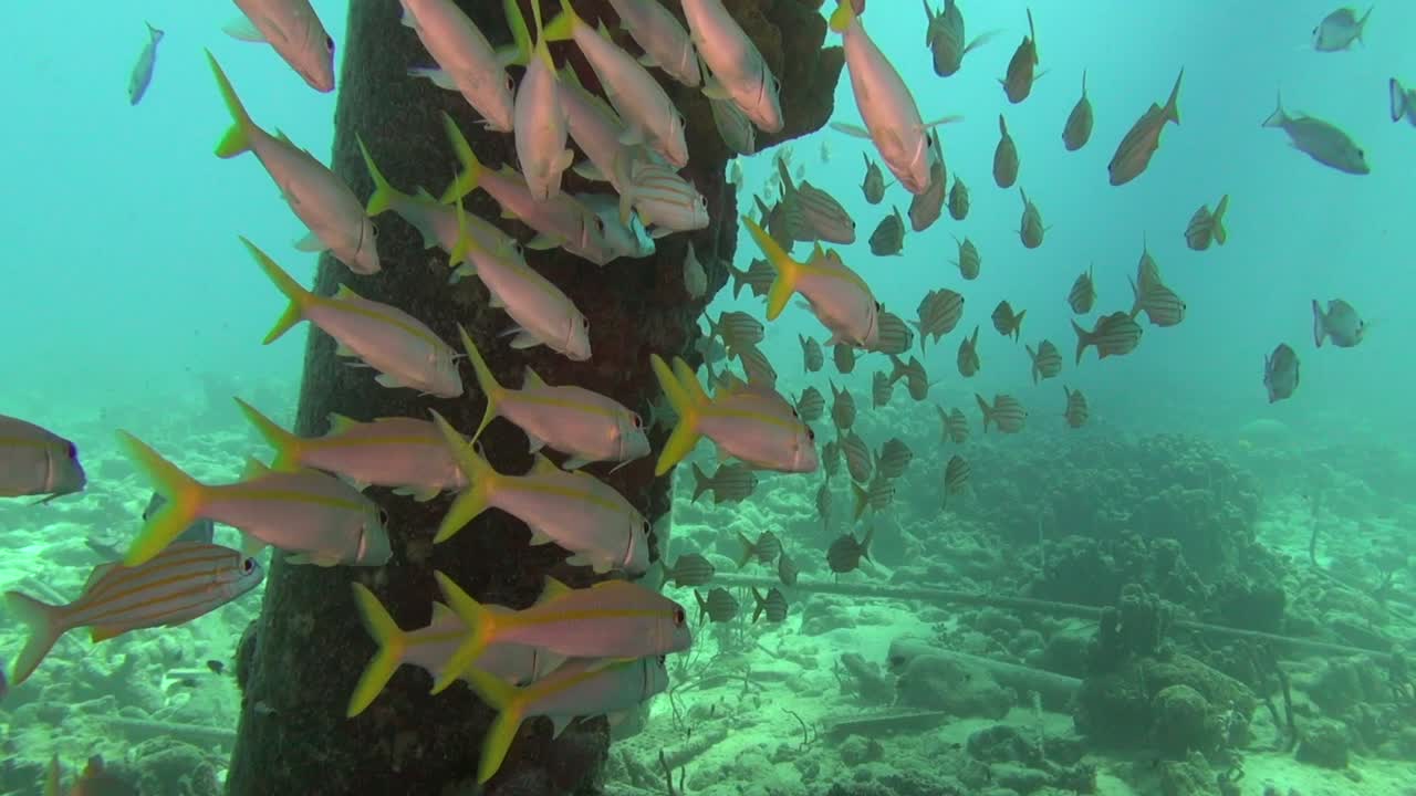 부두에서 대피하는 물고기 학교