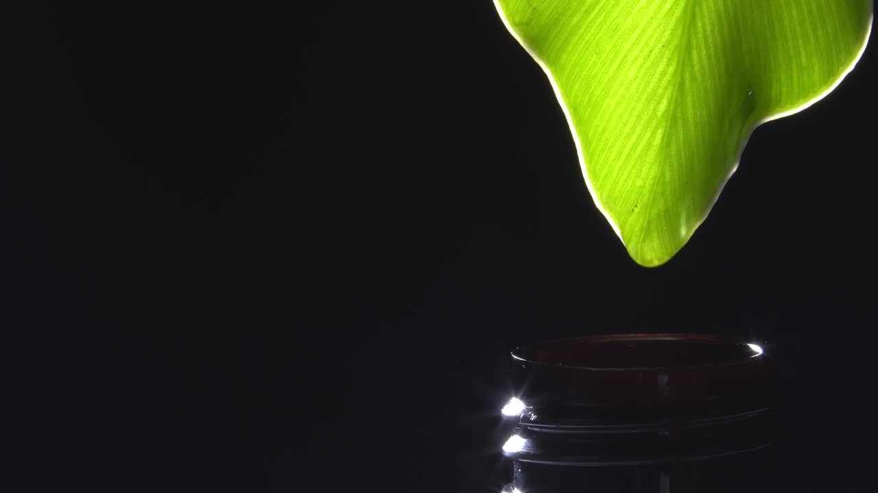 녹색 잎에서 병으로 물방울의 4k 많은 복사 공간 검은 배경.