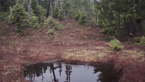 swamp pond pan up