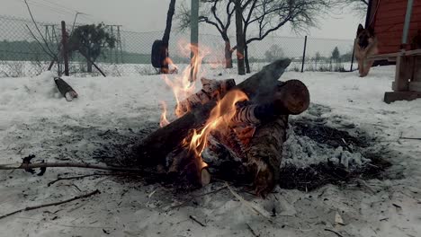 Bonfire-in-winter-near-the-house,-with-a-dog