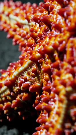 close-up of a red starfish