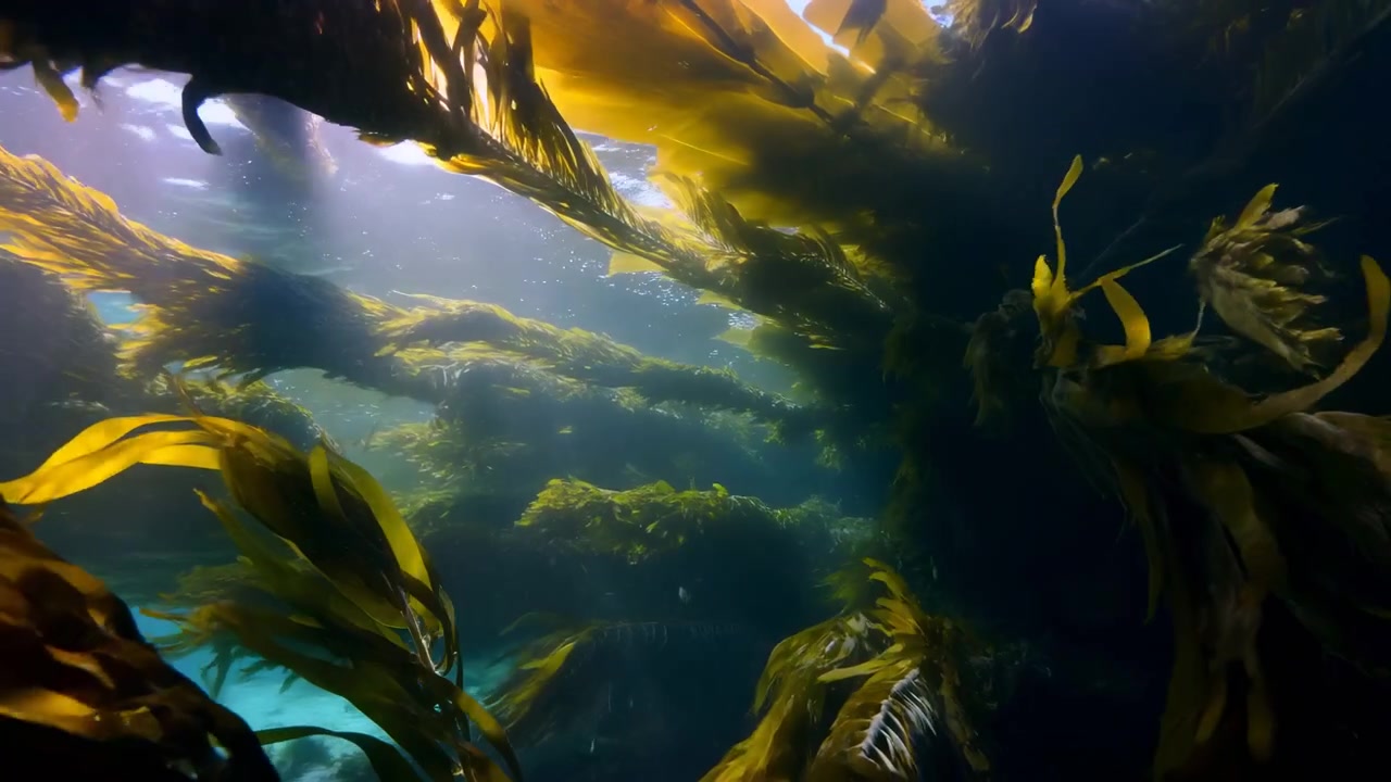 Underwater view of a dense kelp forest illuminated by shafts of sunlight from the surface. Golden and green fronds fill the central and left foreground