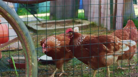 three hens in chicken coop