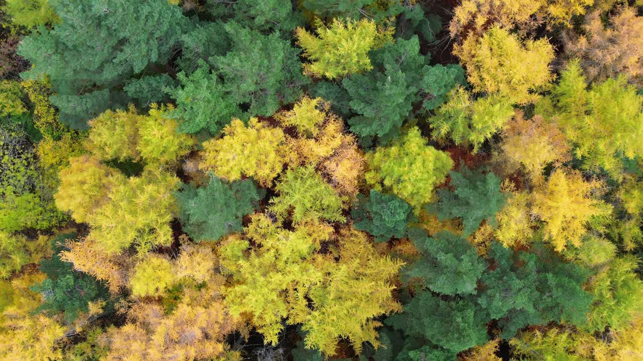 A colorful autumn forest near canfranc-estación, aragón, spain with vibrant foliage, aerial view