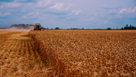 ripe field during harvest season. harvester machine working on wheat field. dry spikelets under blue sky. agriculture machine harvesting golden ripe wheat.