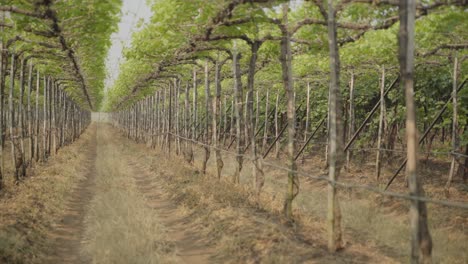 Statische-Aufnahme-Von-Reihen-Von-Weinbergplantagen-In-Maharashtra