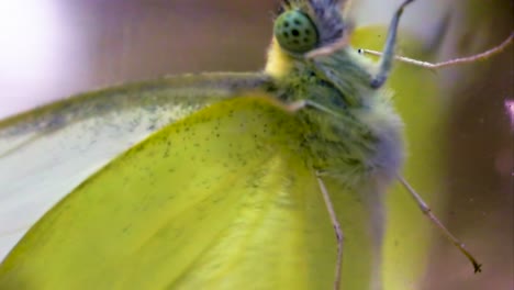 macro image of a green moth captured in a glass jar