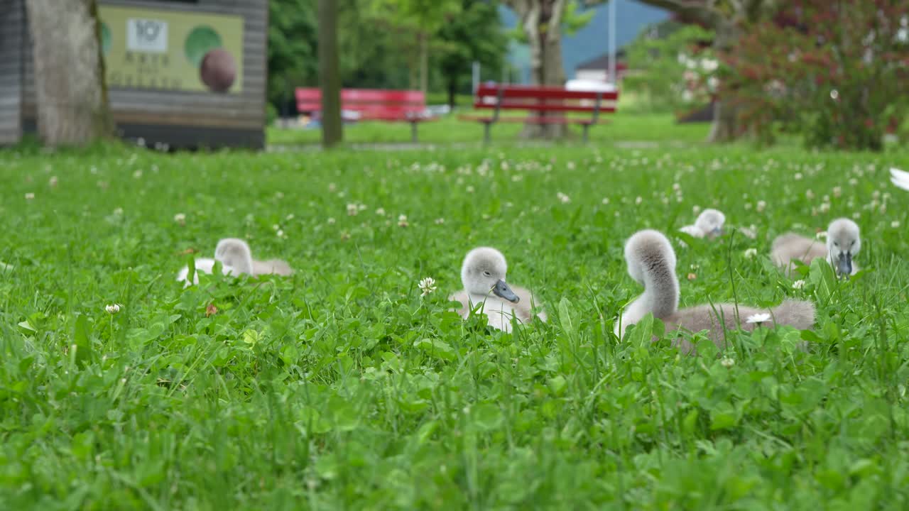 Static Shot of Adorable Cygnets Resting in a Lush Green Park Field During Summertime