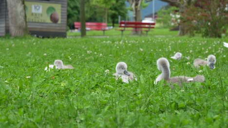 static shot of adorable cygnets resting in a lush green park field during summertime