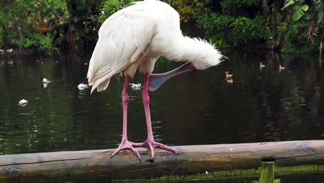 African-Spoonbill-cleaning-itself-while-perched-on-a-post