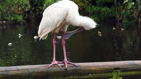 african spoonbill cleaning itself while perched on a post