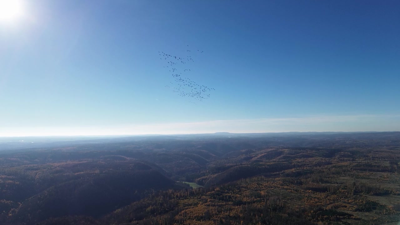 Luftfoto af landskabet i Sachsen-Anhalt i Tyskland med en flok traner, der flyver over et bølgende landskab under en klar blå himmel, der fanger træk og dyreliv i et naturligt habitat, UHD.