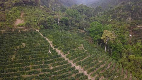 coffee plantation in the bolivian mountain jungle