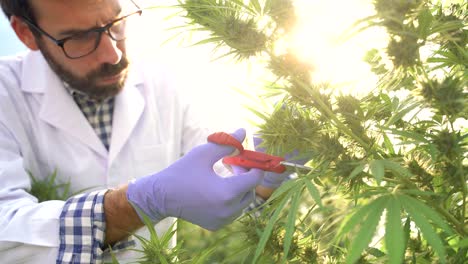 Crop-scientist-cutting-cannabis-plants-in-greenhouse