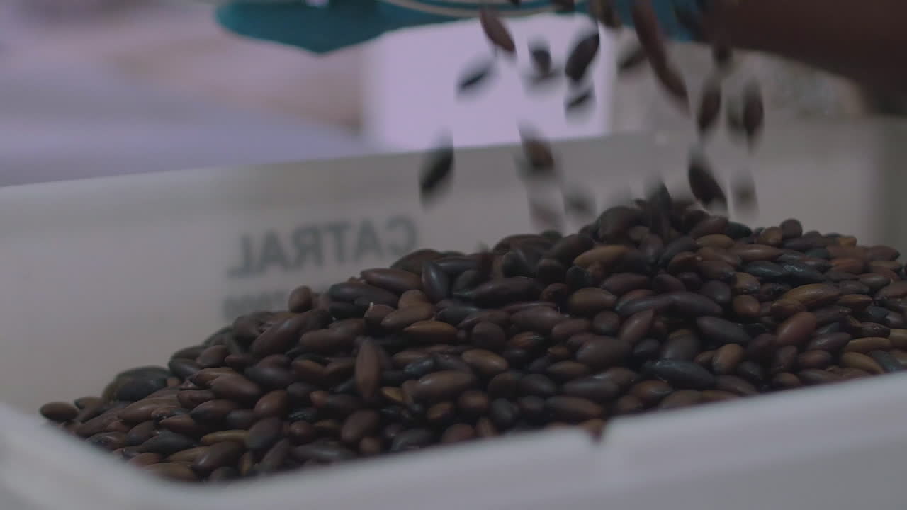 Primo piano al rallentatore del superfood brasiliano, la noce di Barukas, mentre viene versata in un contenitore