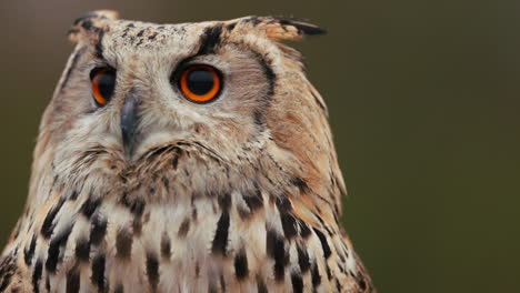 close-up of an eagle owl