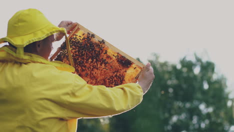 beekeeper inspecting honeycomb
