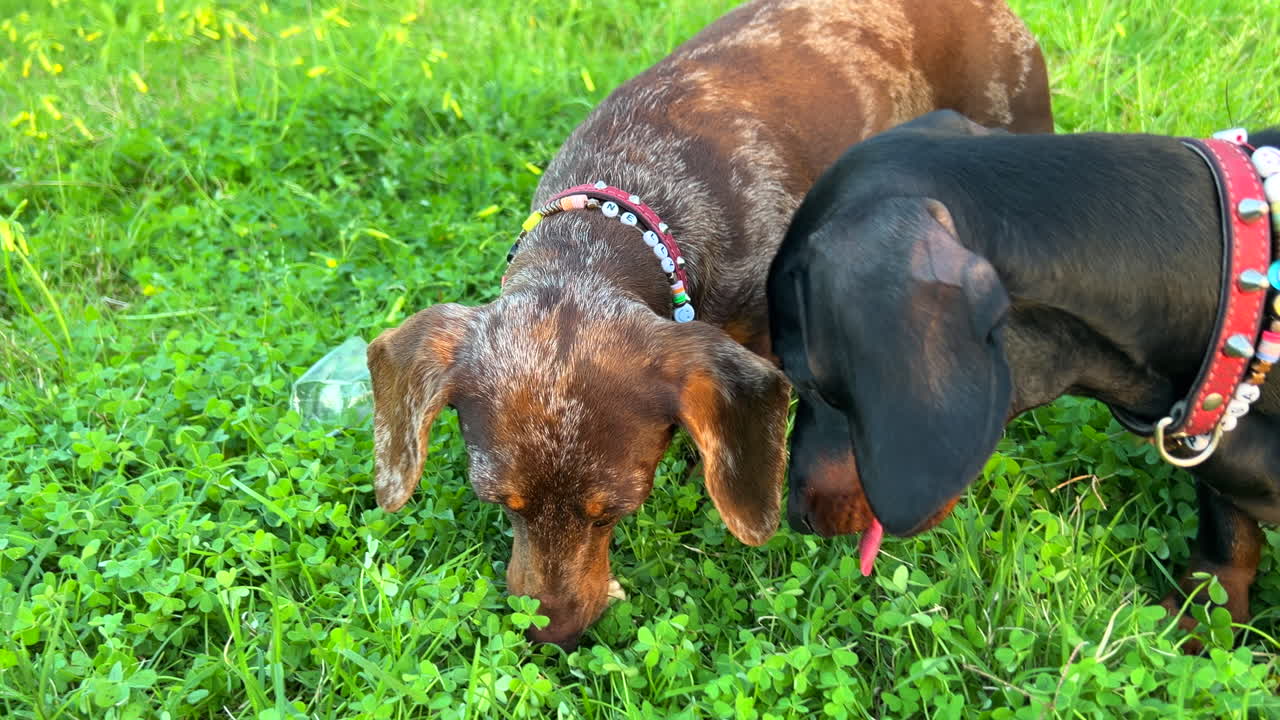 Bir parkta yeşil çimlerde bir taşla oynayan tasmalarıyla iki mutlu dachshund köpeği, sevimli sosis köpekler, şirin evcil hayvanlar, 4K çekim.