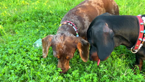 Two-happy-dachshund-dogs-with-necklaces-playing-with-a-rock-in-green-grass-in-a-park,-sweet-wiener-dogs,-cute-sausage-dog-pets,-4K-shot