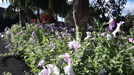 flores ondeando en el viento
