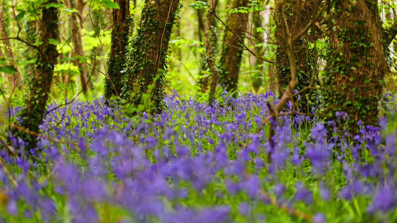 Bluebells in a Spring Forest